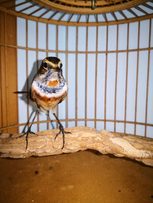 贝子鸟贝子鸟饲料的配制方法