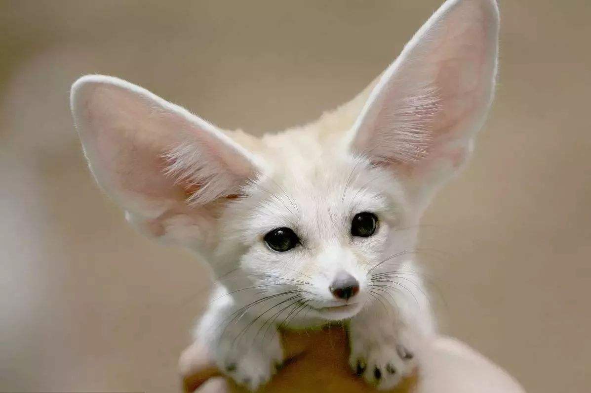 千奇百怪的哺乳动物耳朵，不仅能听到各种声音，也是不错的装饰品