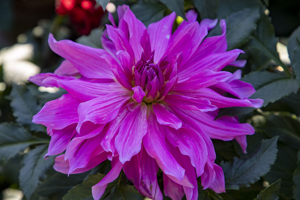 要想大丽花矮壮开花多,浇水方法很重要,阳光和施肥也要注意