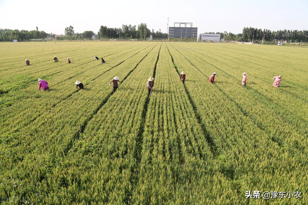 土地流转费用800元一亩，分享种植大户怎么样实现了土里刨金梦