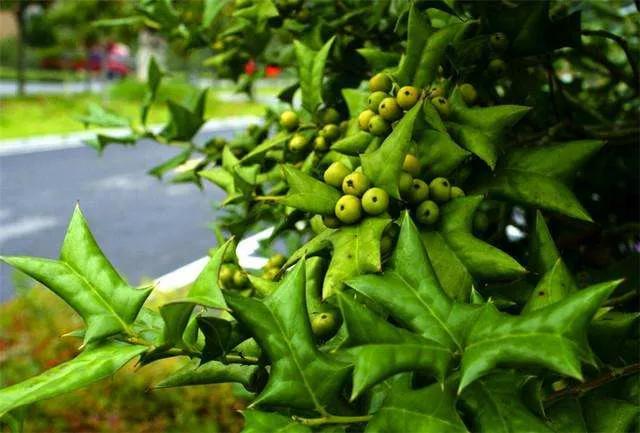 叶片正面带有明显的中折线,背面凸起,叶片对角生出尖利的刺,叶缘有时