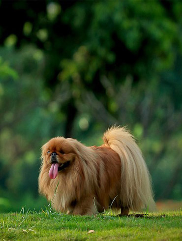 曾经享尽荣华富贵的皇家御犬——京巴犬 挑选饲养护理方法等全介绍