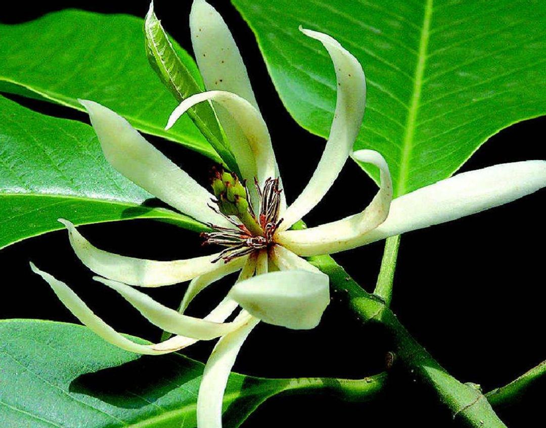 含笑花怎么養,含笑花怎么養護