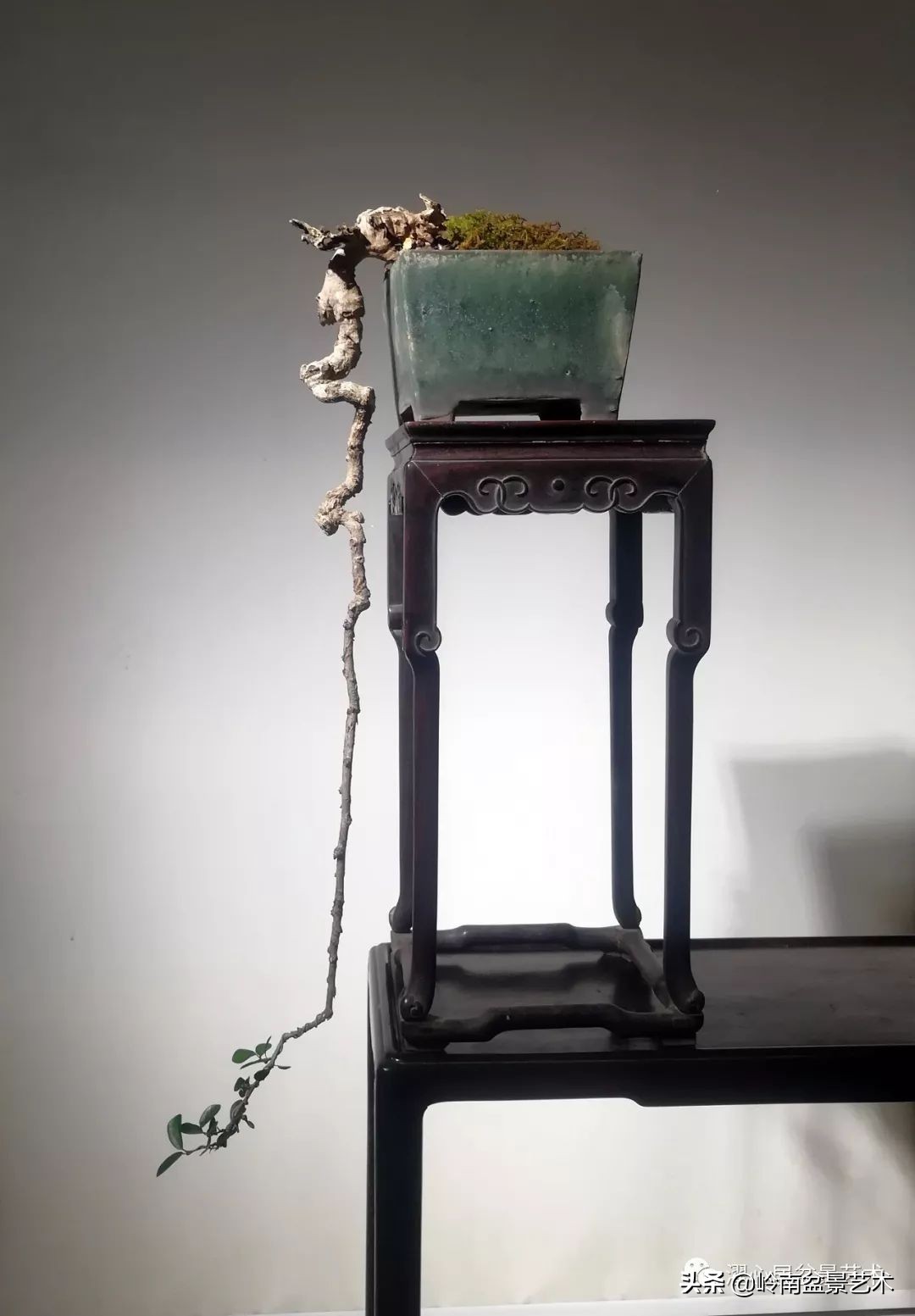 盆景百态,是大自然的浓缩
