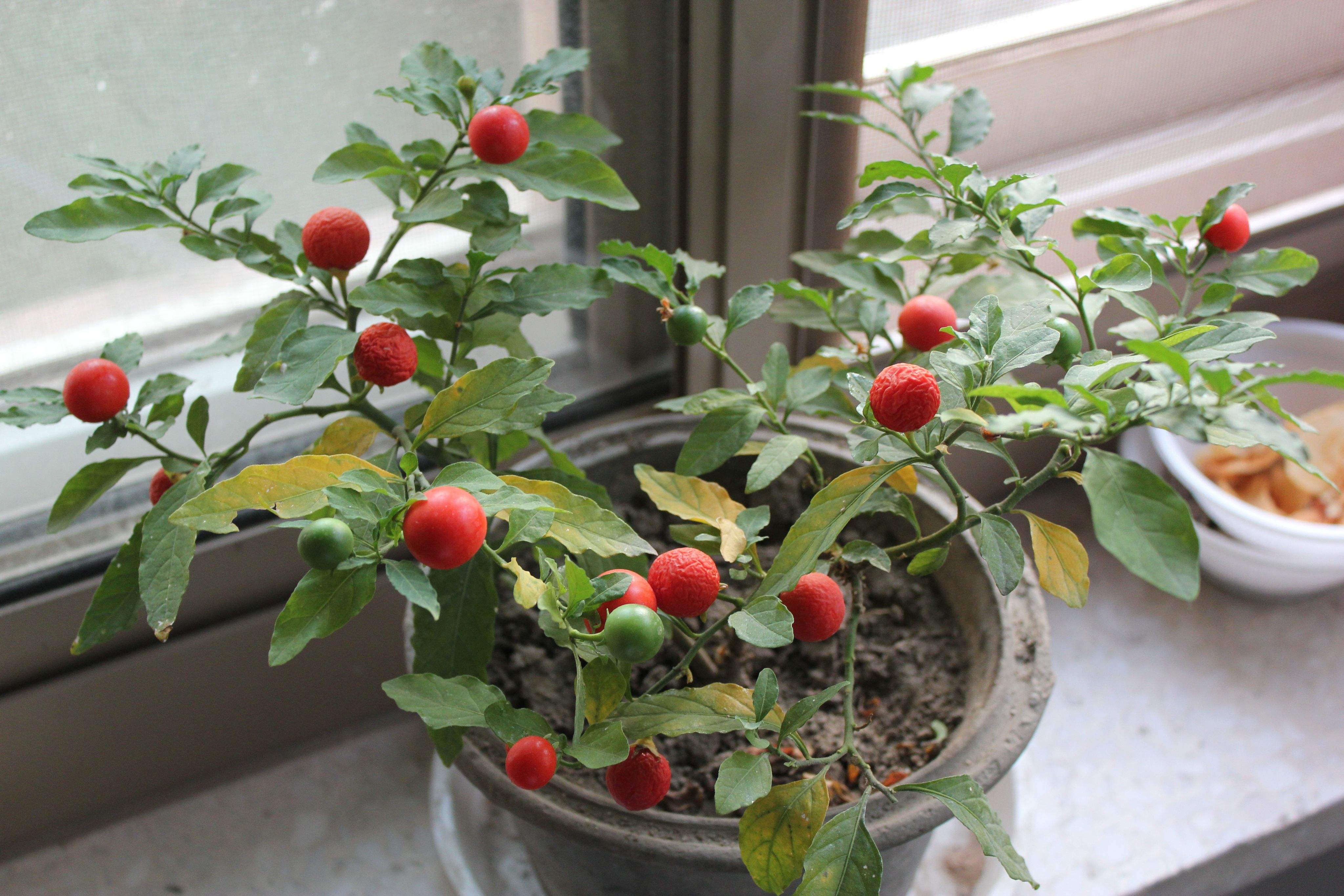 野外常见的盆栽植物,养护注意3点,红果果能挂100天