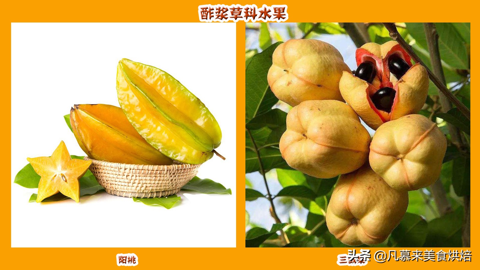 水果名称大全500种(各种水果名称及图片大全)