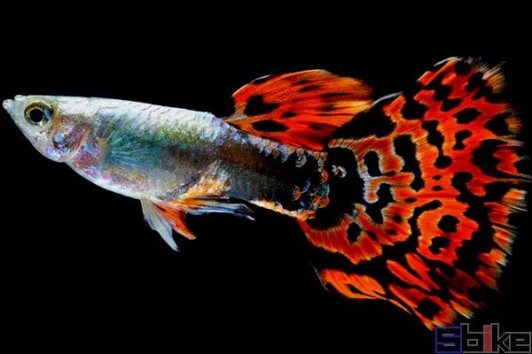 [图说]十种最常见的经典淡水观赏鱼！