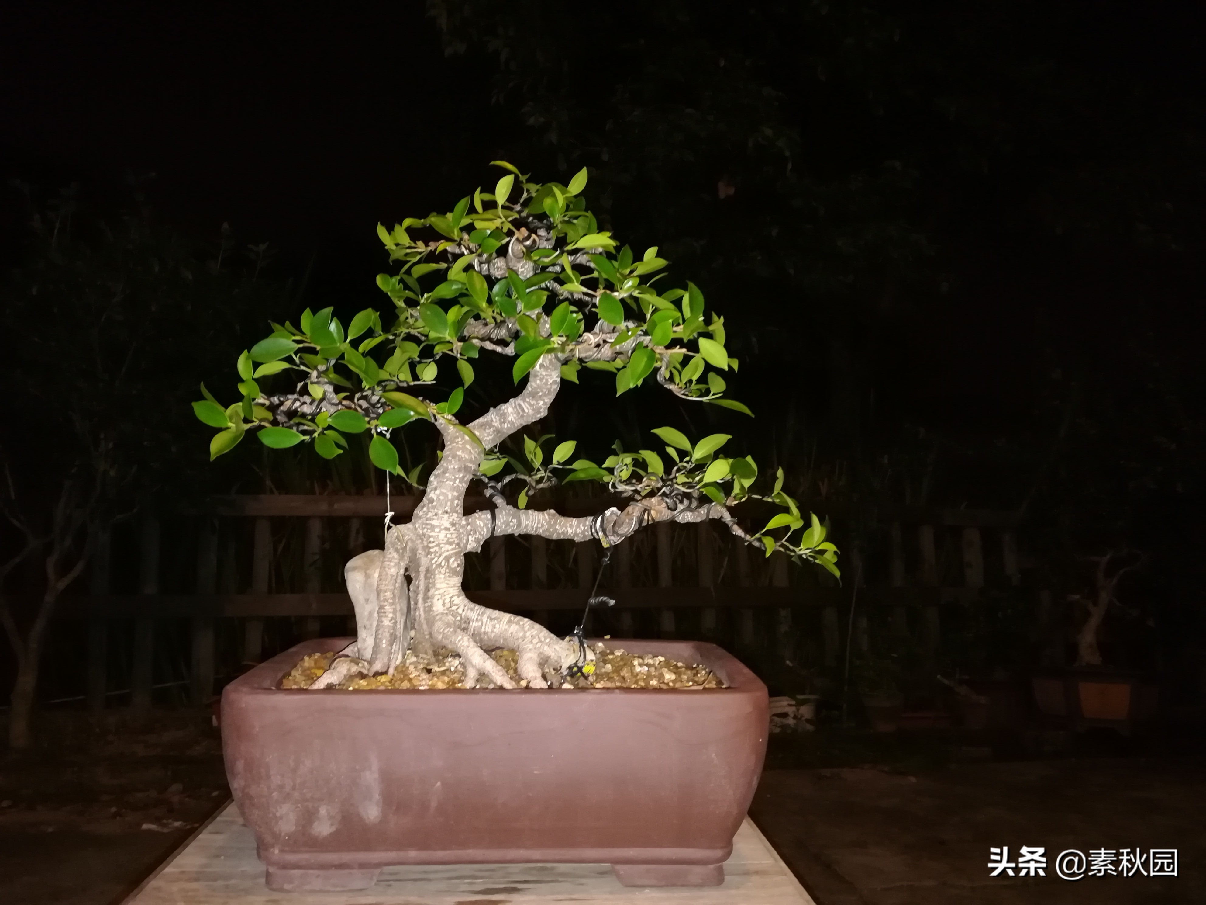 一棵虎皮榕人工桩盆景半年来用铝线制作细枝的过程