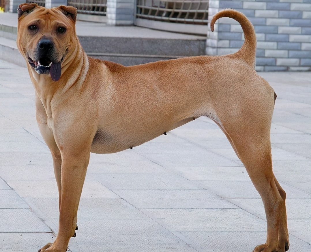 中型猎犬品种图片