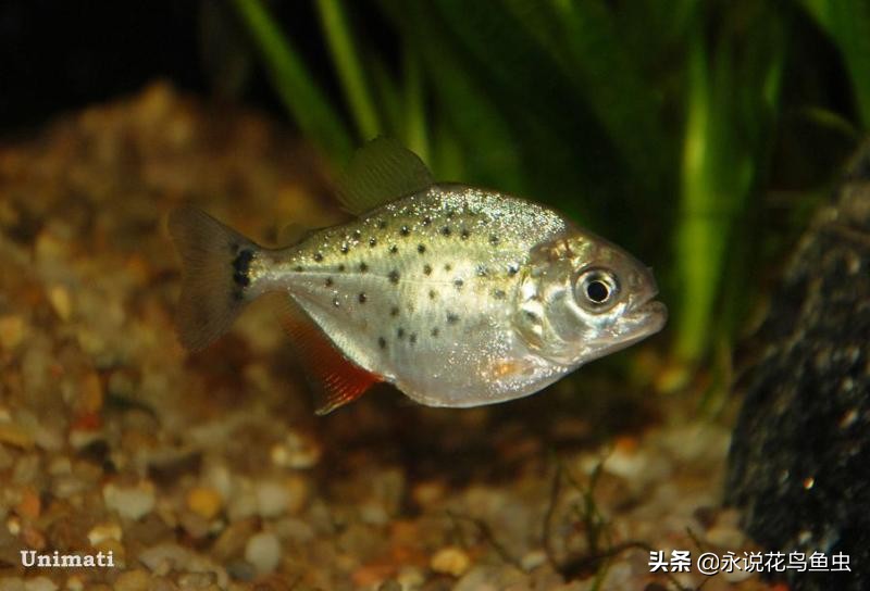 食人鱼互咬怎么养比较好干货