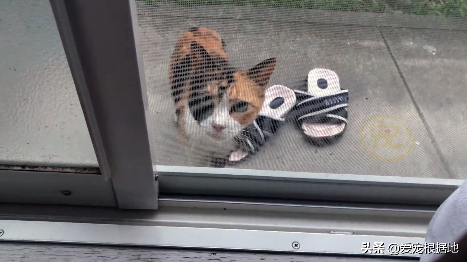 主動上門求助的流浪貓，被拒絕後每天守在門口，它只是想活下去