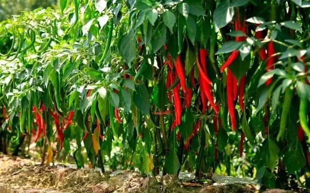 全国十大名椒新鲜出炉，你知道是哪几个吗？