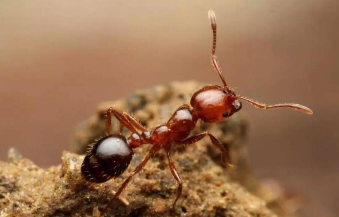 比上海的白蚁更可怕!红火蚁入侵中国12省,被咬一口可能致命