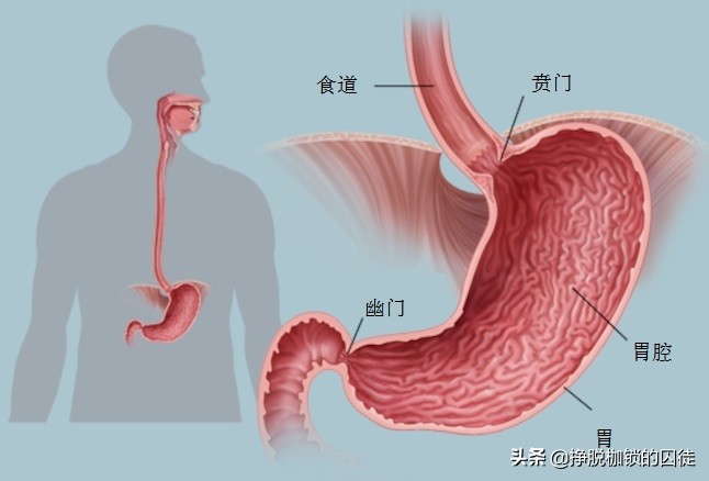 胃贲门位置图图片