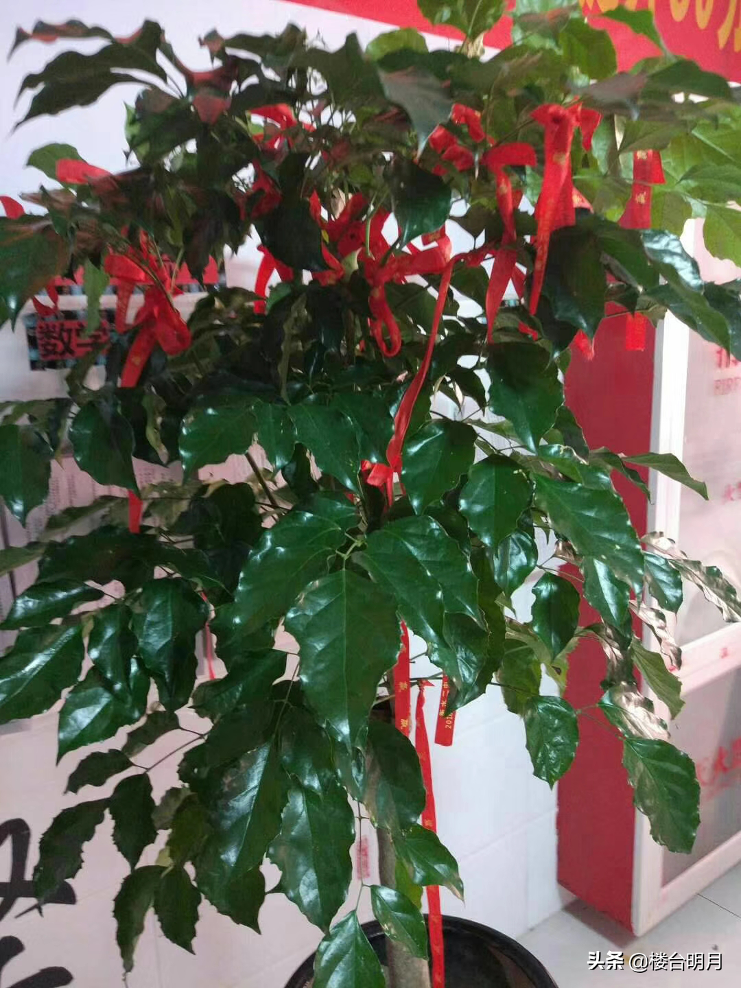 衡水的高中那么严，为什么家长还争相把孩子送到衡水来？