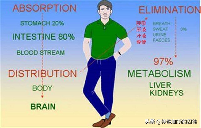 酒后如何加快酒精经过尿排泄的速度，快速醒酒？