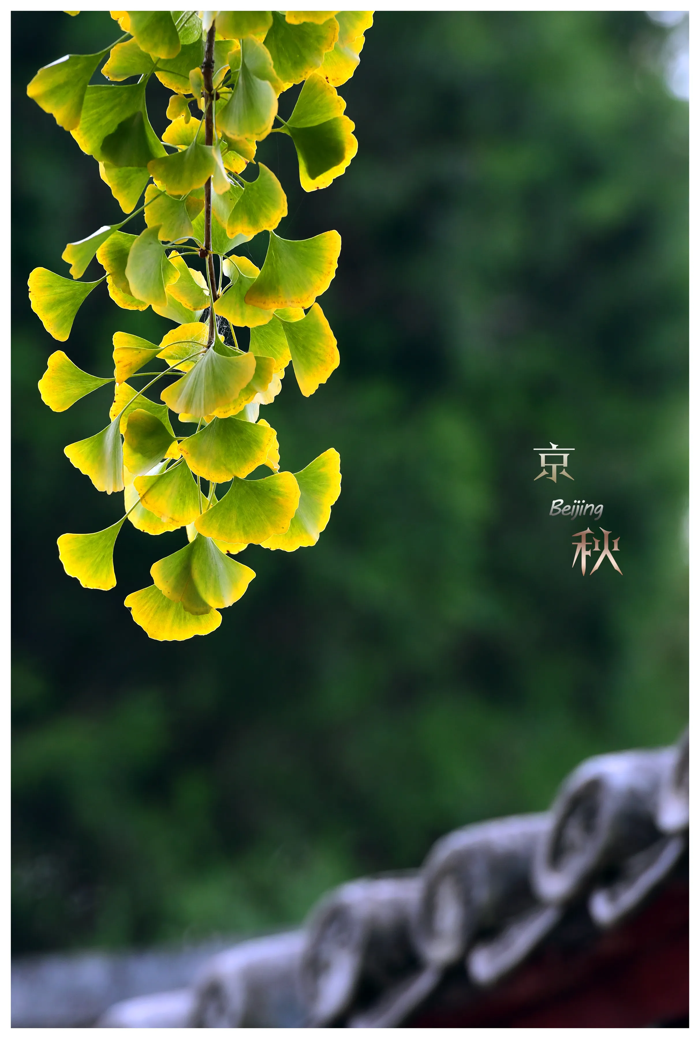 叶子形态各有千秋,跟着摄影师学拍照,拍美“一叶知秋”