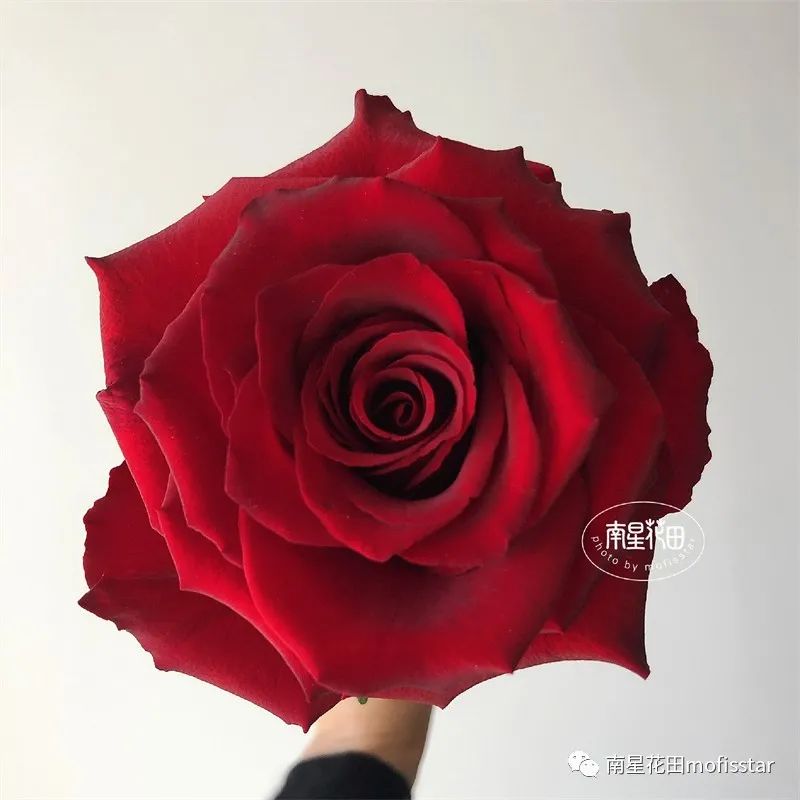 传奇玫瑰花图片（传奇玫瑰花的品种和特征介绍）