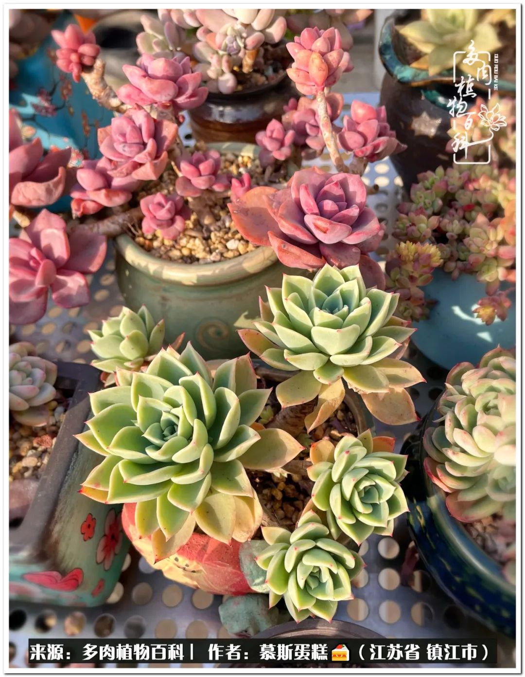 目光所及皆是多肉 心之所往皆是晴天 天天看点