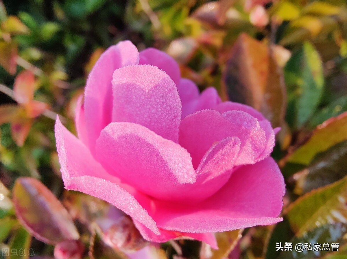 向日葵有个很好的花语：入目无他人，四下皆是你