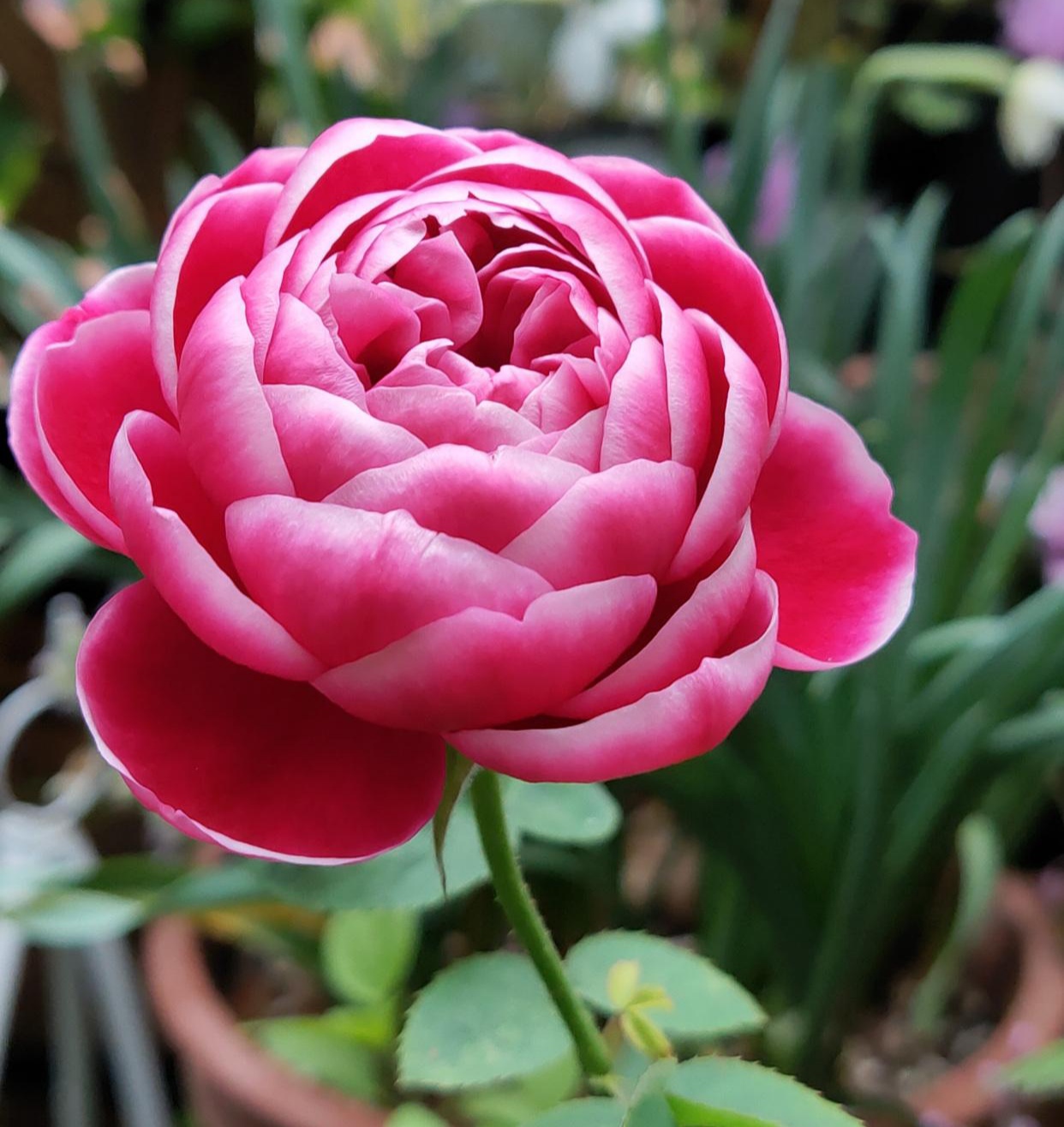 国月大花月季有哪些品种(12种大花月季各个颜值爆表)-最美岛