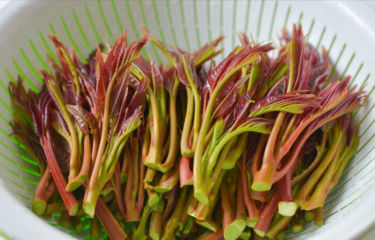 野菜种类(120种野菜介绍，图名并茂，快来认识一下！涨知识不吃亏)