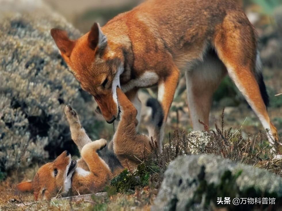 祁连山发现8只“红狗”！被称为猛兽之首，它真敢猎杀老虎？