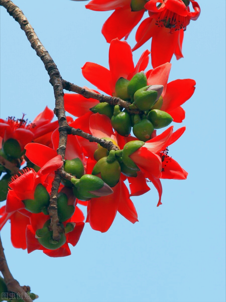 一花一世界，人间最美花相伴，真爱祝福送最爱，深情思念刻心上