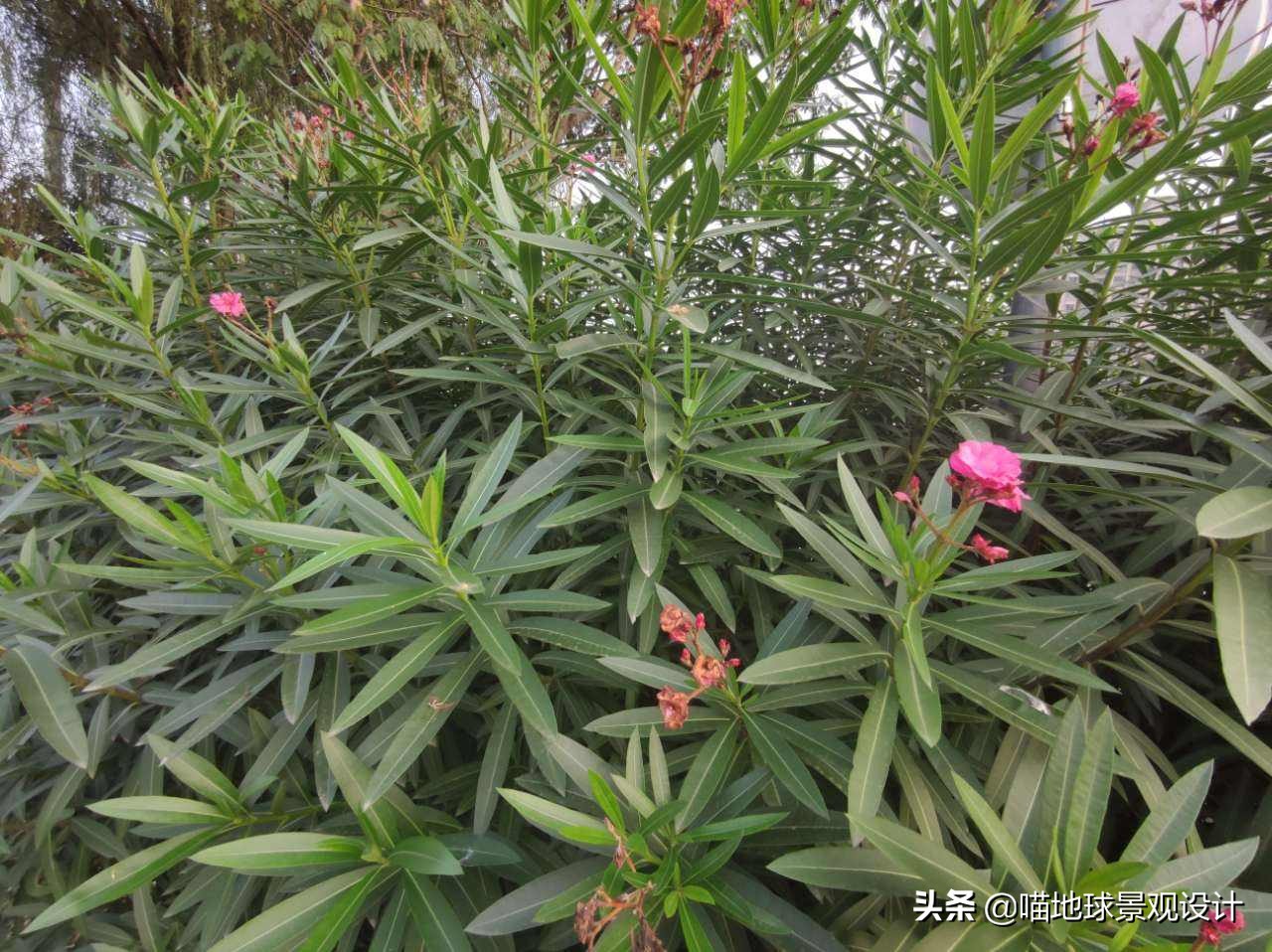 私家庭院景观设计：适合南京、合肥一带种植的常绿灌木