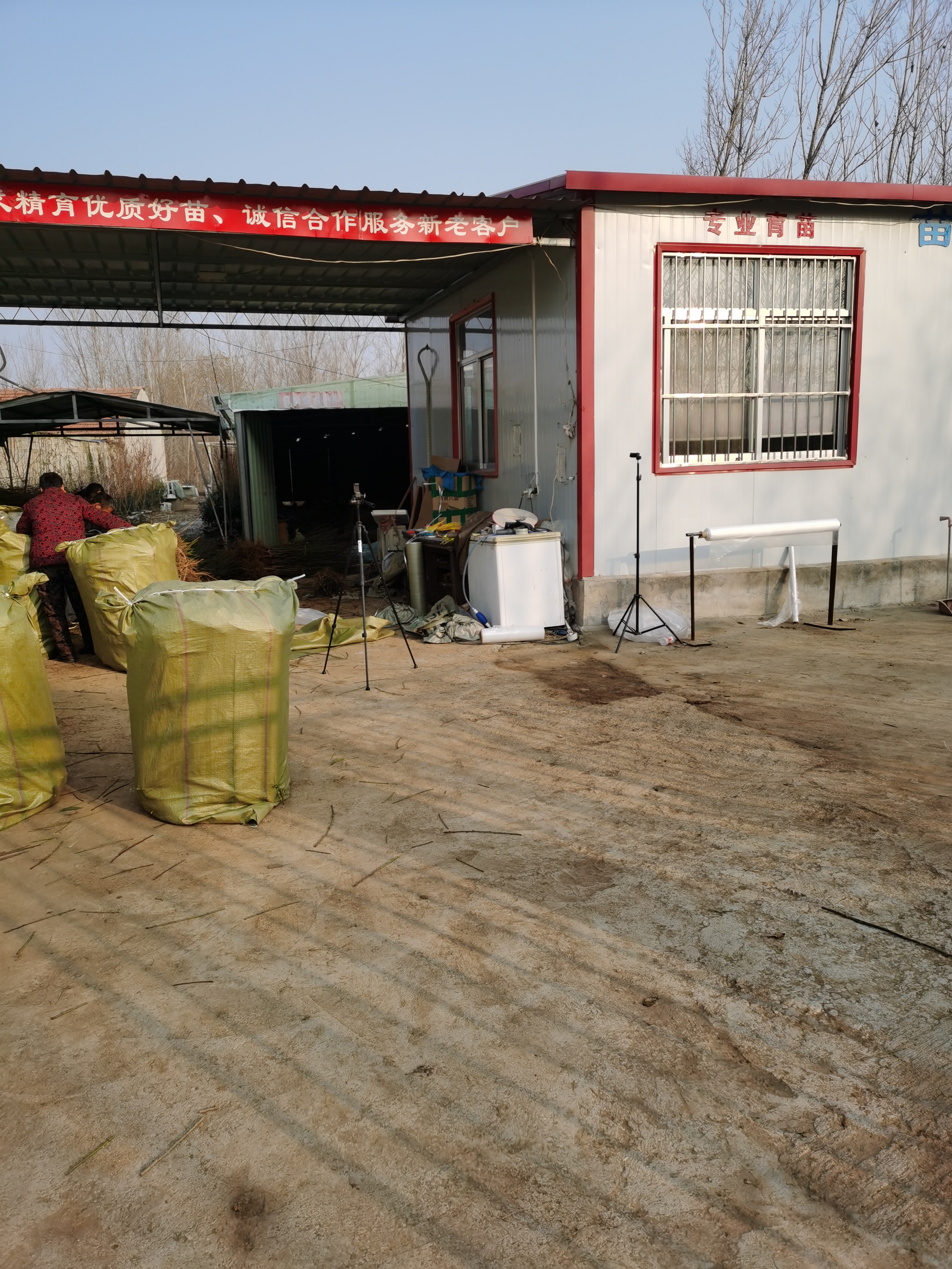 桃树苗的品种与图片（桃树苗介绍与栽植技术）