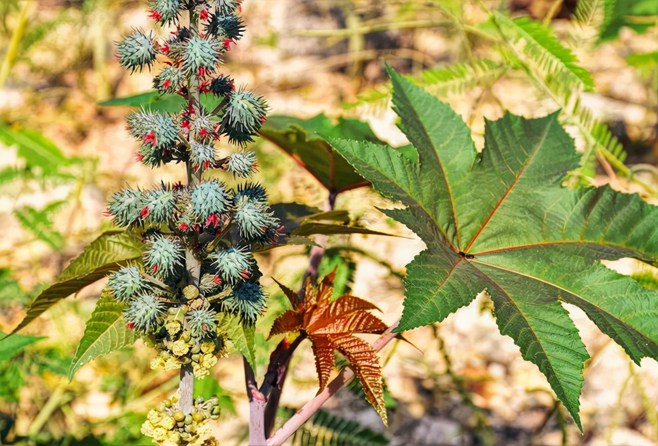 我国农村常见的蓖麻，为何在美国是国家机密和战略物资？