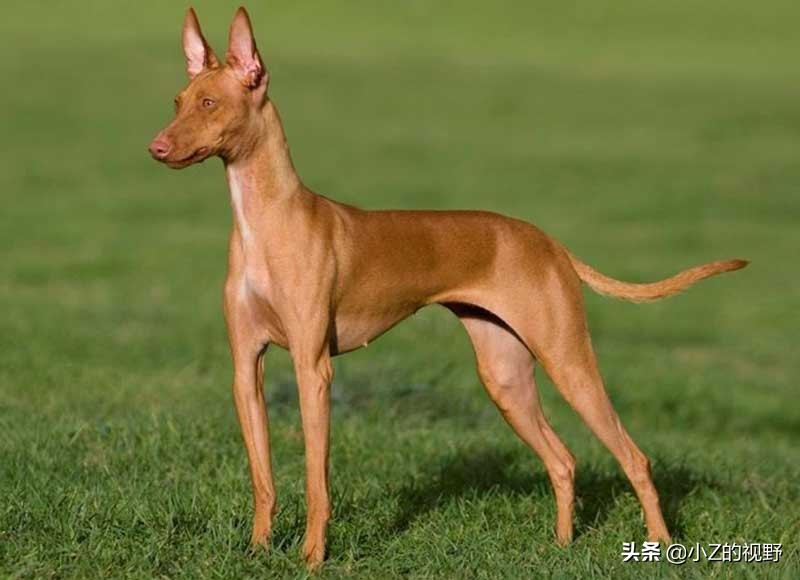 猎犬品种大全图片大全(这7种猎犬) - 赤虎壹号
