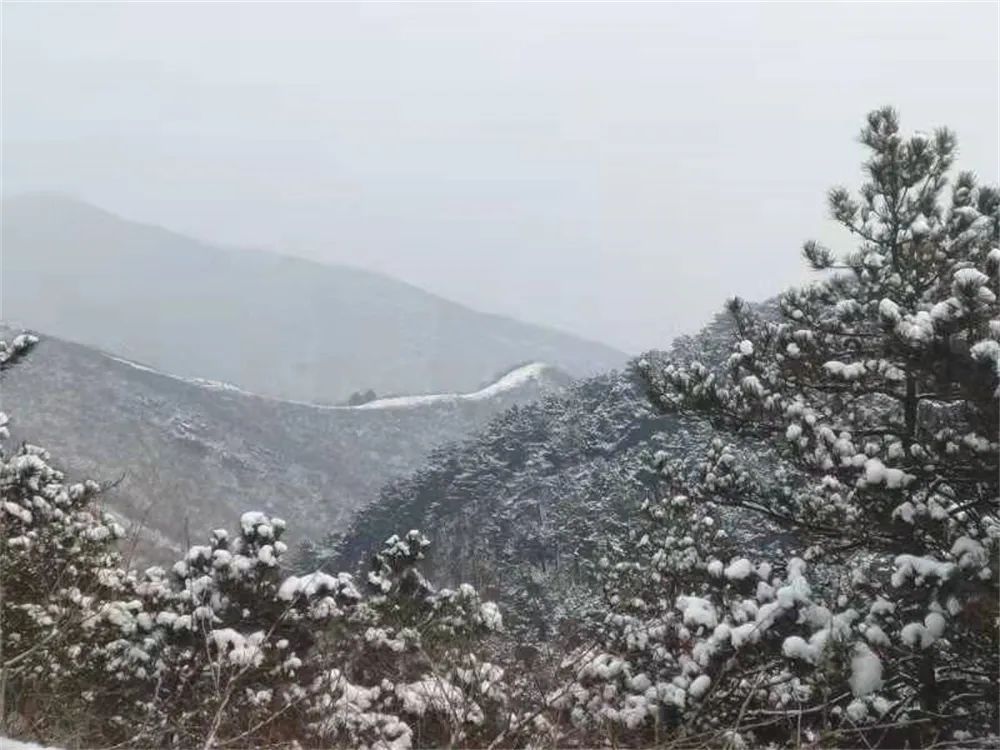 当春花遇上春雪，看京城别样的诗意与浪漫~