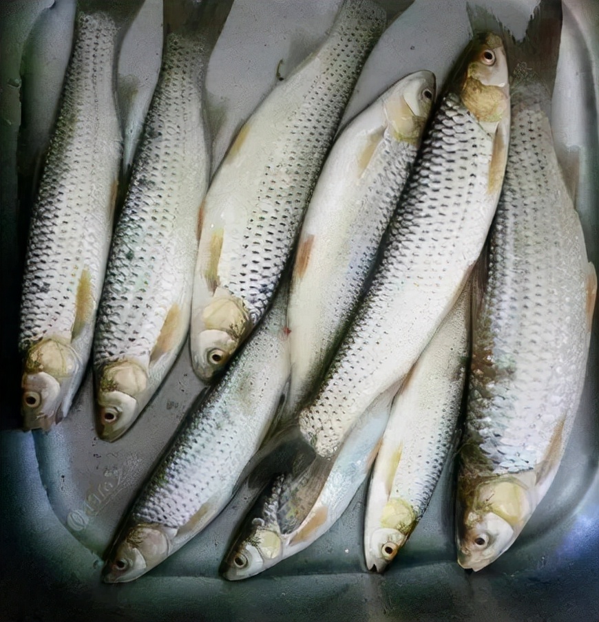 赤眼鳟多少钱一斤俗称