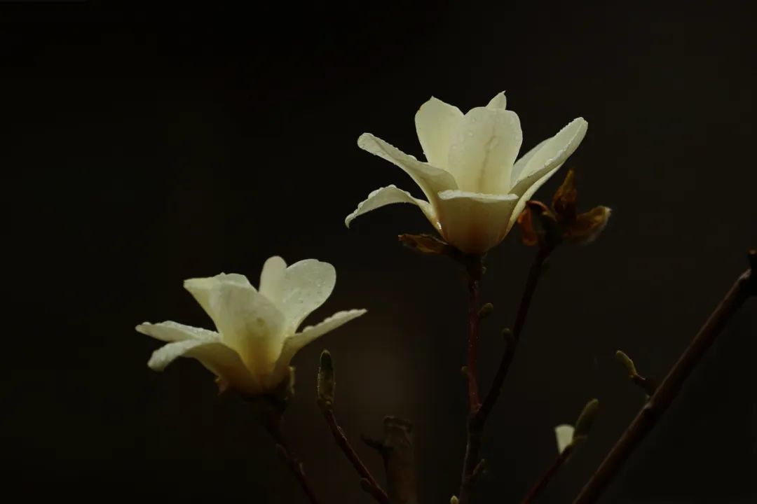 线上展览|“山河春意 锦绣太原——花的世界”主题摄影线上图片展（二十六）