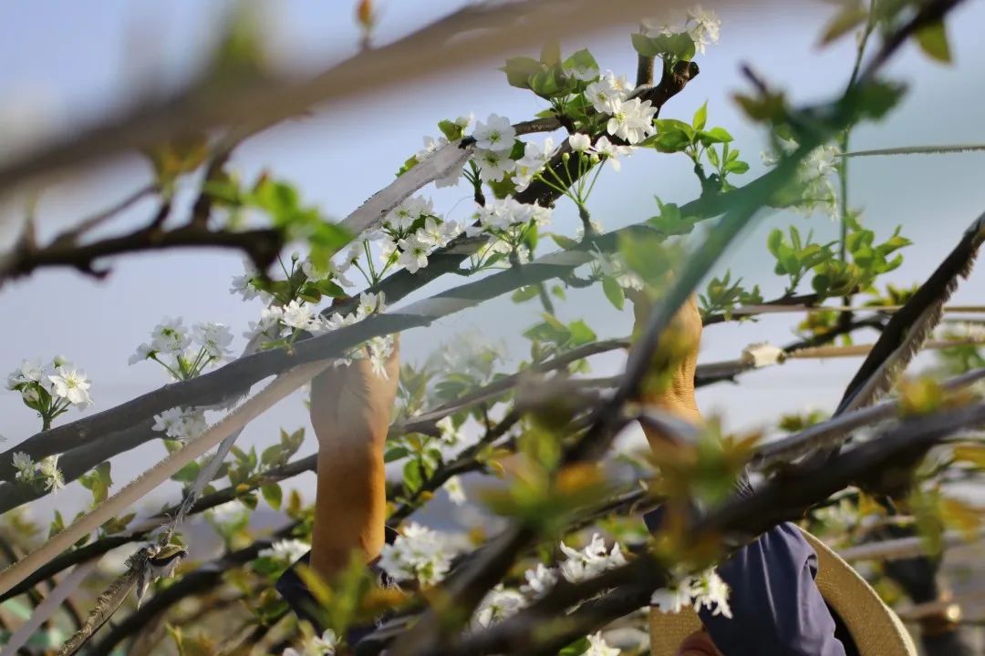 去钢城看一场梨花开，聆听钢城春之声