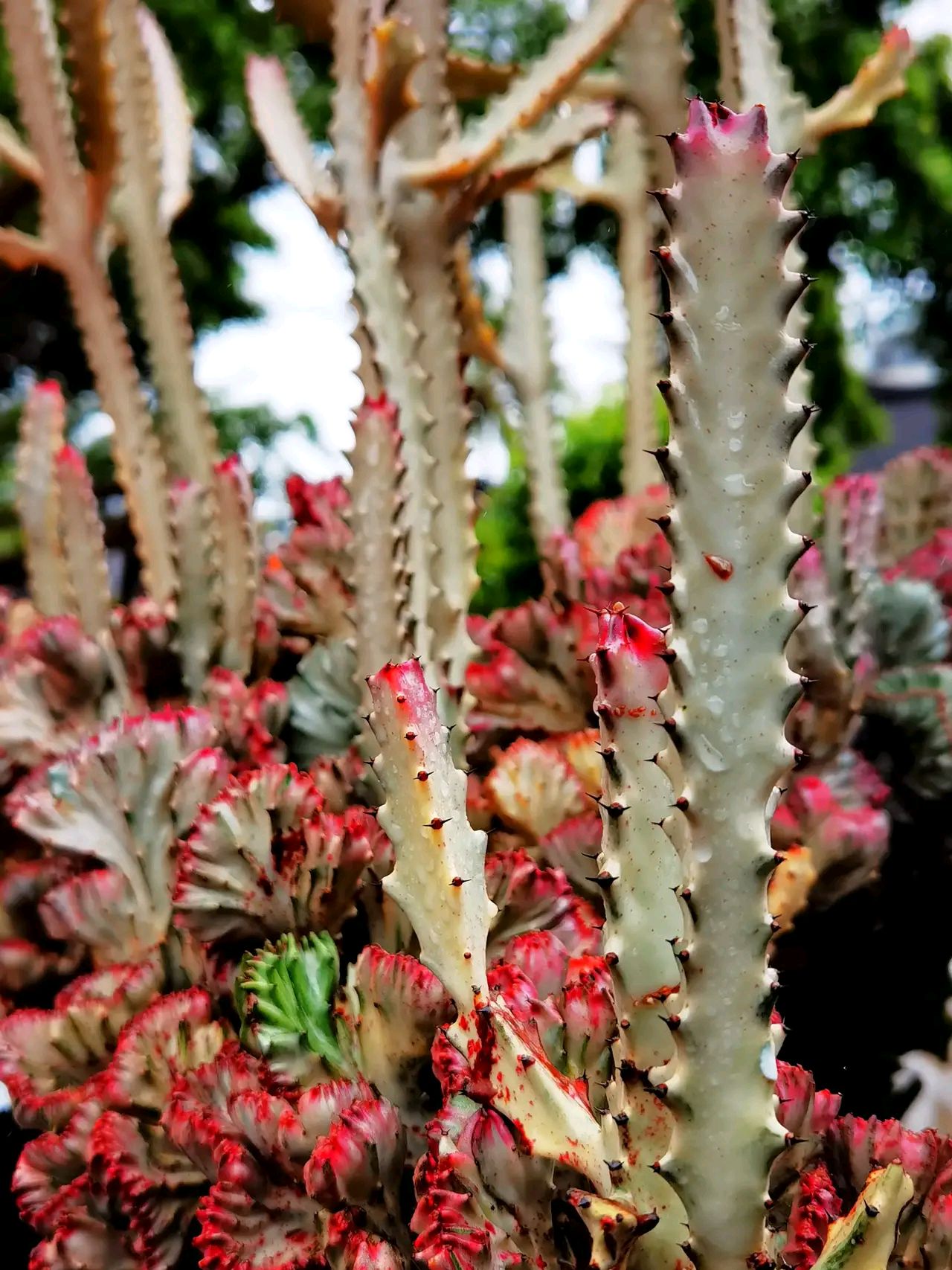 镇宅的花卉绿植有哪些（三种镇宅花一养旺家好运来）