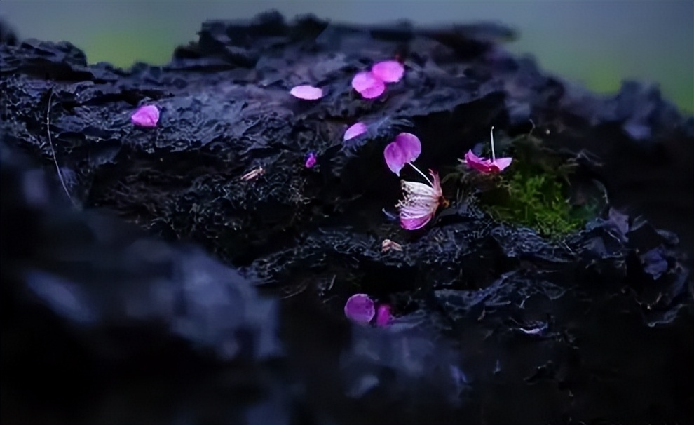 又是花开花落时，在古诗词里静赏花开花落，坐看云卷云舒