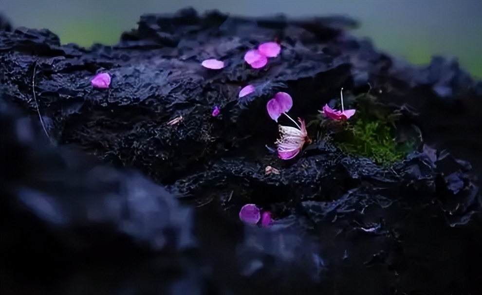 又是花开花落时,在古诗词里静赏花开花落,坐看云卷云舒