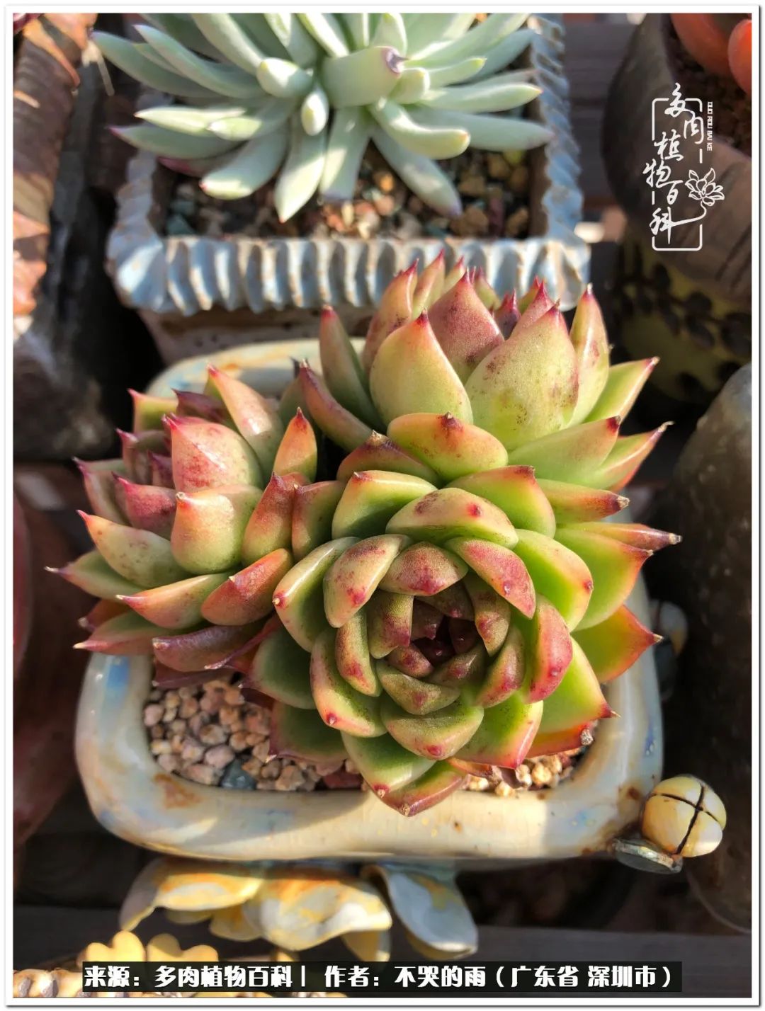 紫水晶杂彩虹糖姬莲不知名杂香槟侧影三色堇乌木青椒——出状态很美的