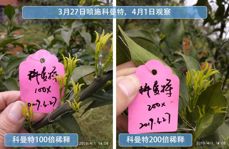 杀菌杀螨又清园，矿物油的正确使用方法你真的知道吗？