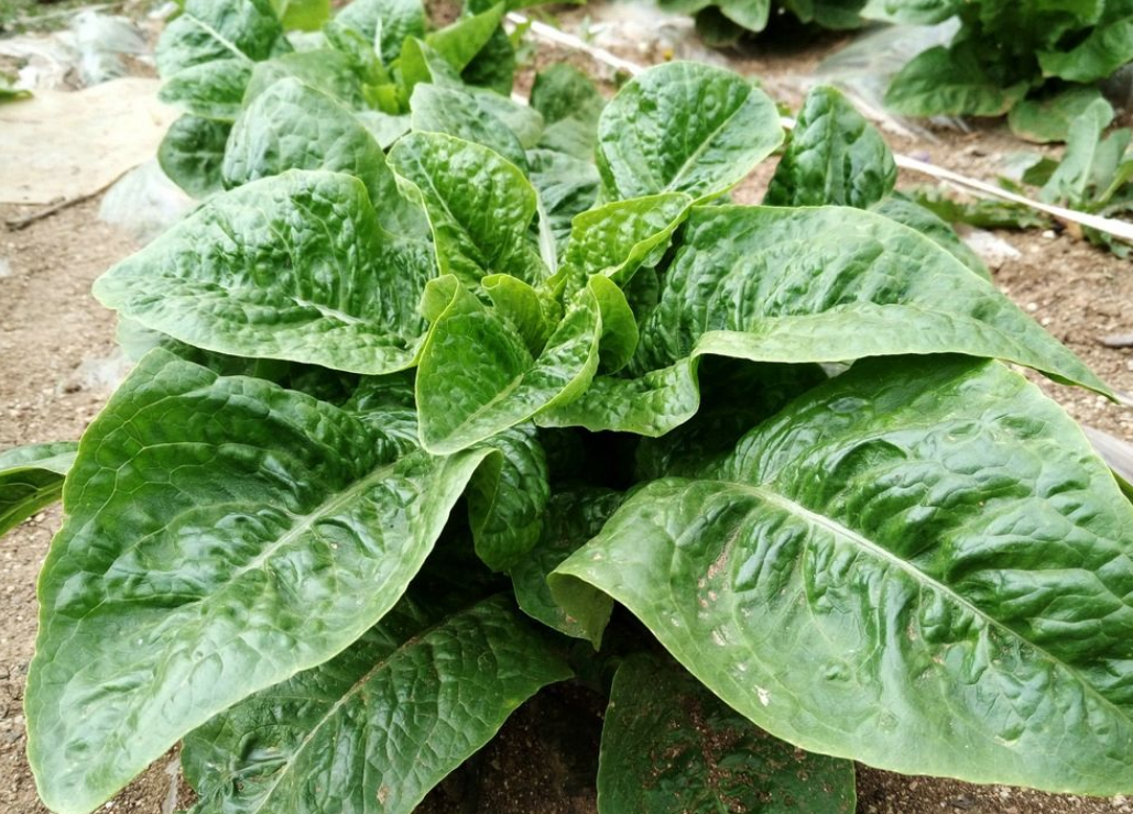 关于青菜品种（12种家常青菜不用打药就能种植）