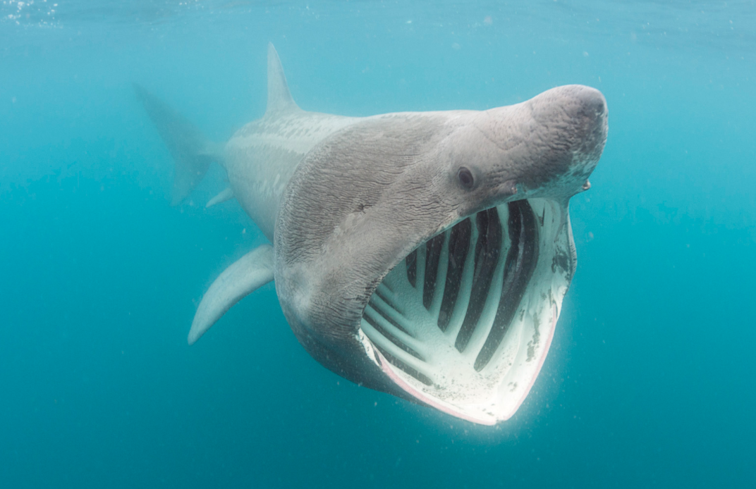 最大的姥鲨可以达到12米,重量达19吨,谁能想到庞大的身躯下是一颗温柔