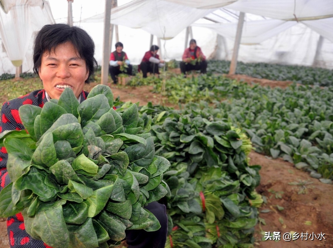 蔬菜种植有窍门，老祖宗总结出10句种菜“顺口溜”，句句饱含智慧