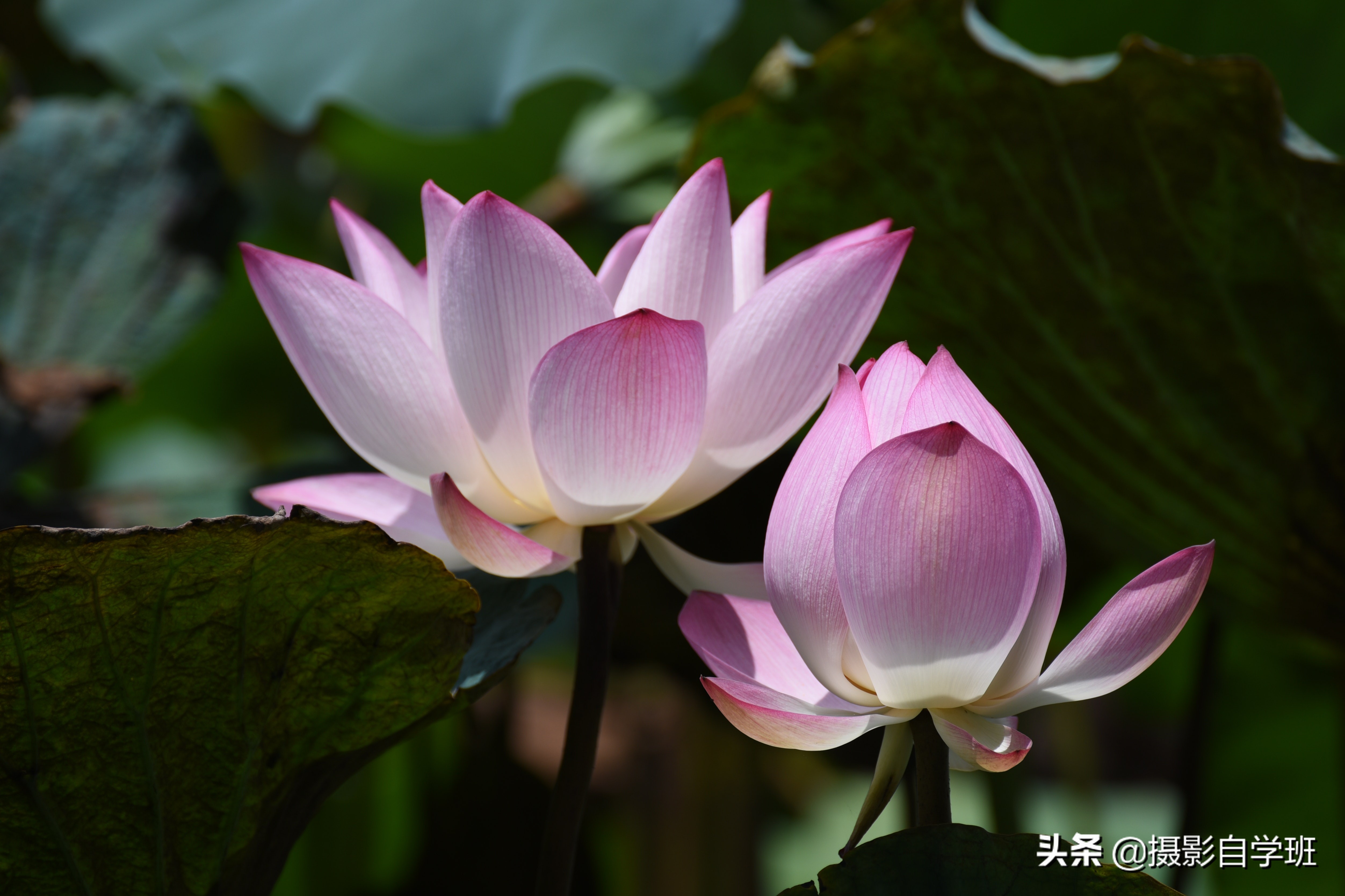 荷花攝影10個構(gòu)圖技巧，拍荷花用對構(gòu)圖，事半功倍