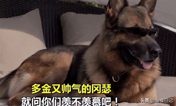 赵本山儿子花260万买狗不算什么，看看世界上最有钱的狗身价20亿