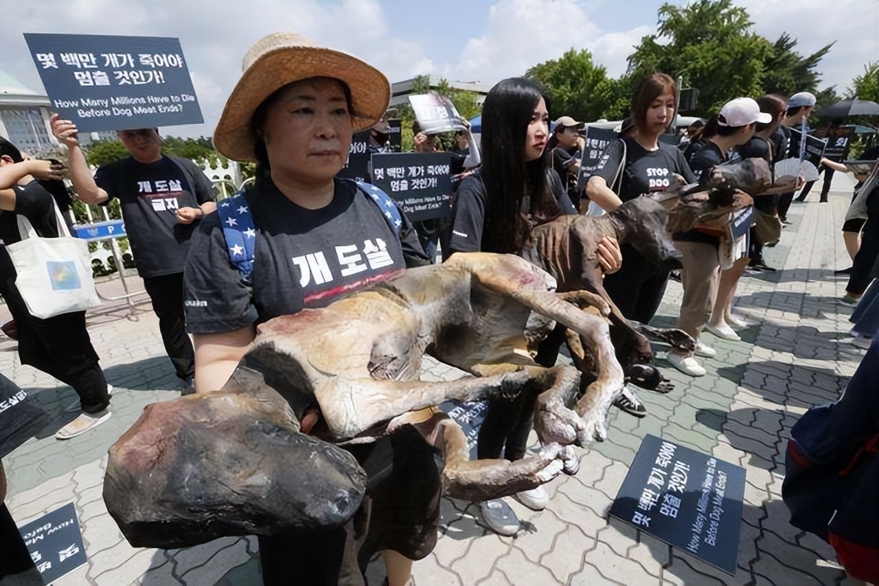 全球最大的狗肉市场，每年吃掉200万只狗，韩国人为啥这么爱吃狗