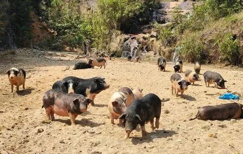 人间烟火味土猪肉：疫情下的上海，此味只待成追忆