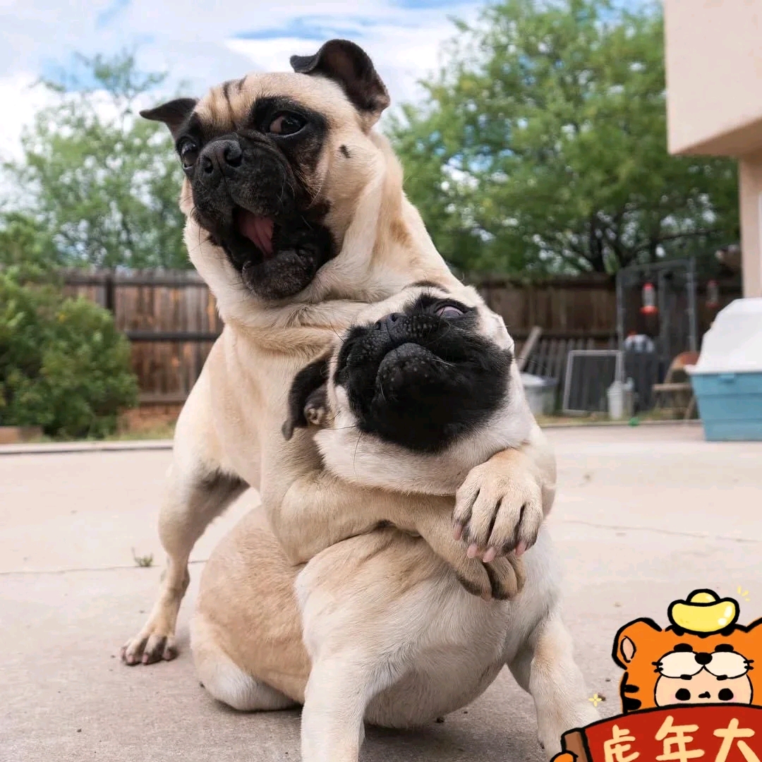 敌方巴哥犬已经被巴哥犬