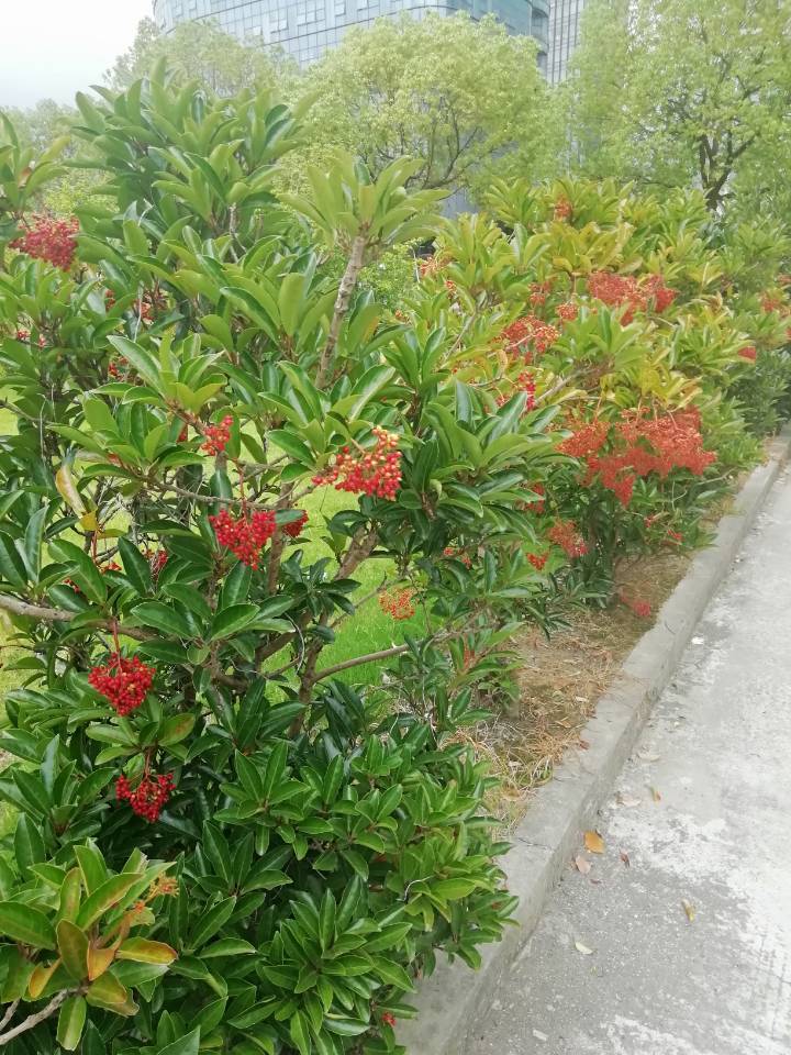 珊瑚树图片如何（串串红果，观果佳木珊瑚树图文介绍）